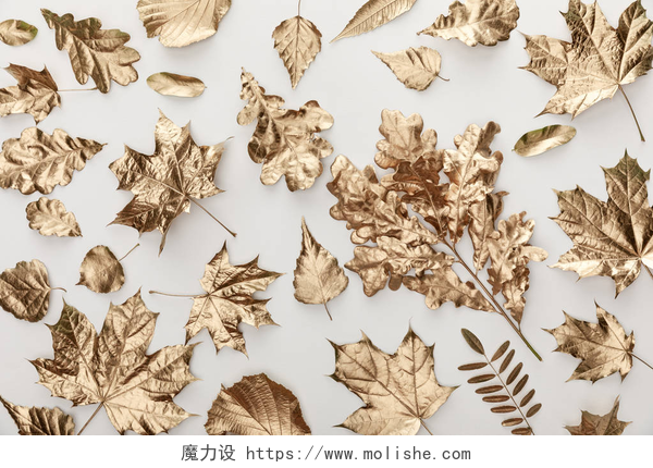 白色背景上金色秋叶白色背景上金色彩绘秋叶的顶视图